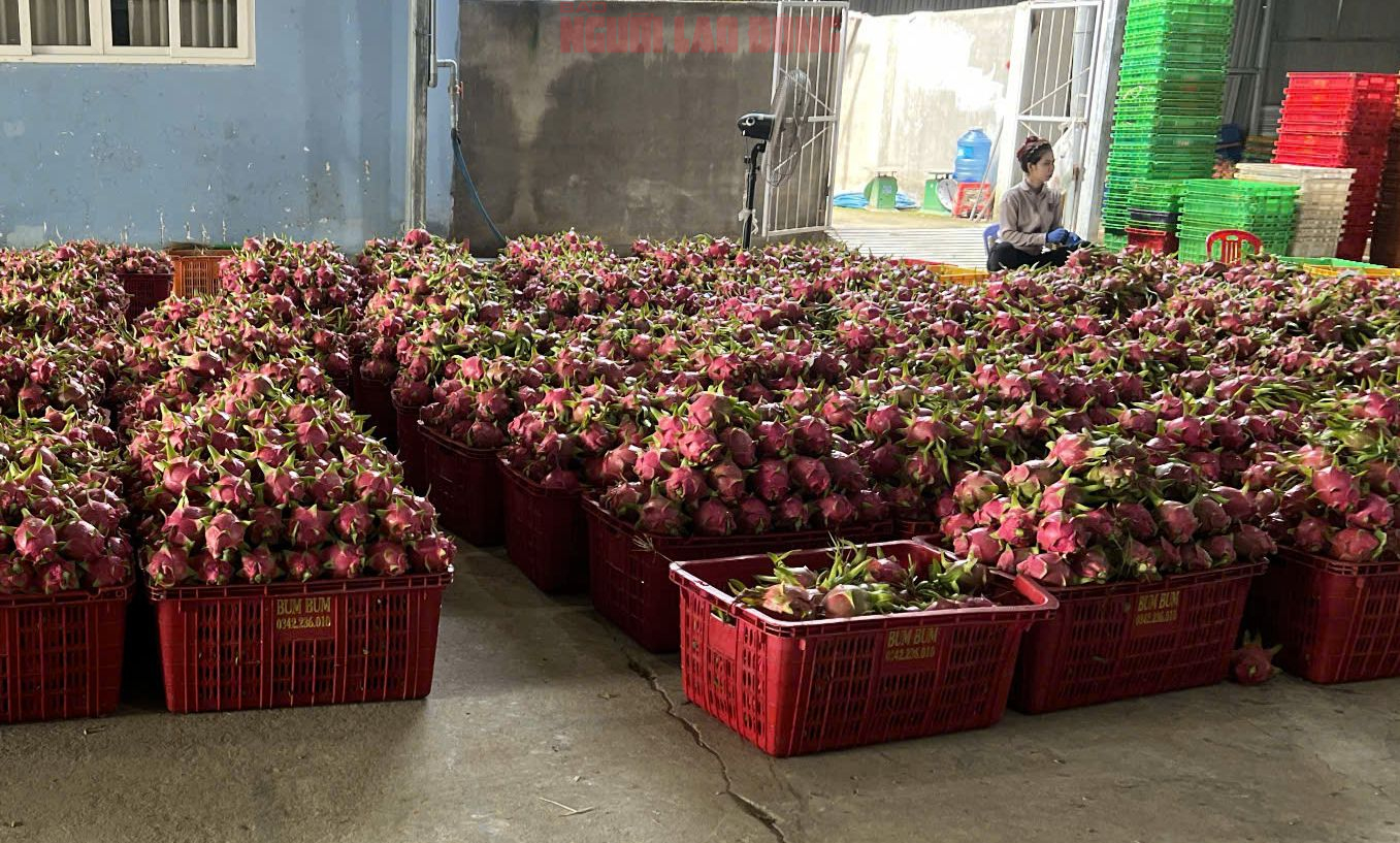 Gi&aacute; thanh long chong đ&egrave;n tại L&acirc;m Đồng tăng mạnh, đạt mức cao nhất nhiều năm - Ảnh 2.