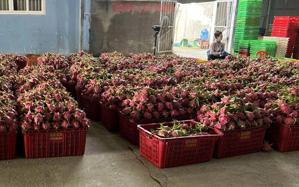Người trồng thanh long thêm hào hứng