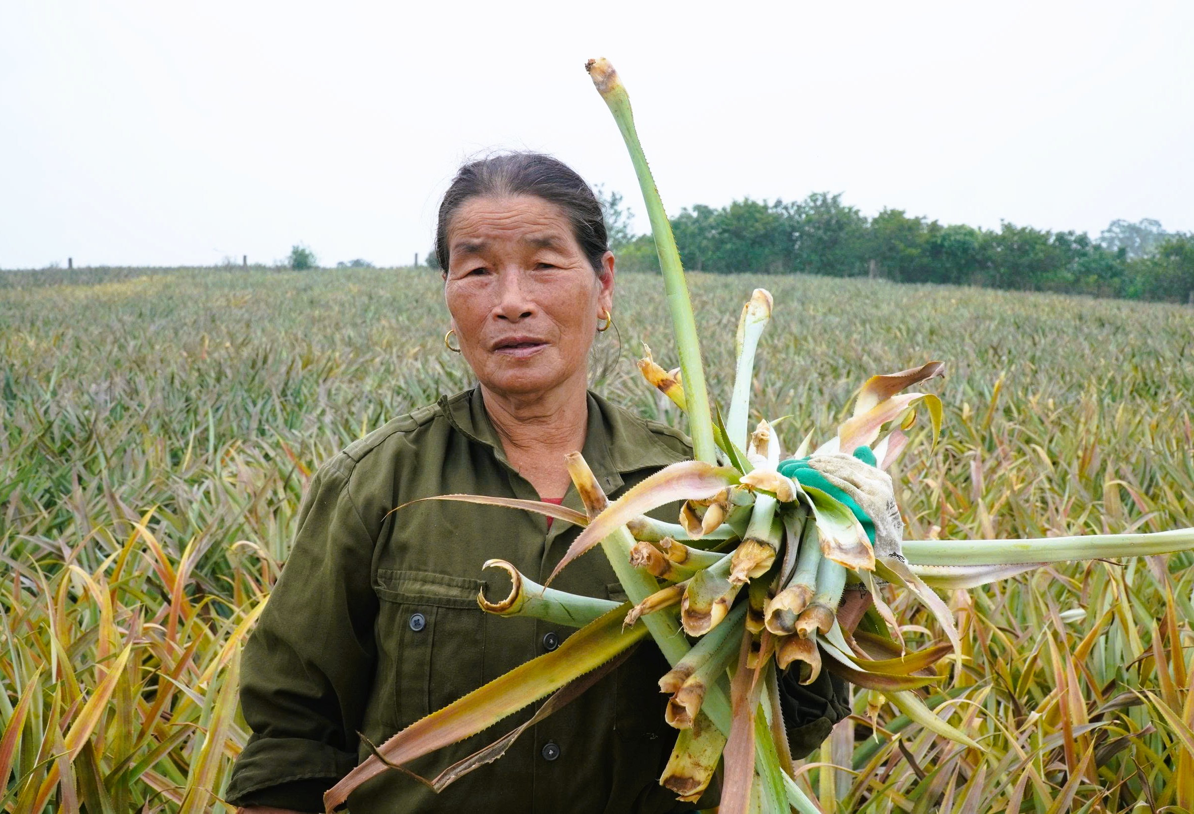 Cây dứa ở "thủ phủ" dứa Thanh Hóa bất ngờ chết hàng loạt - Ảnh 4.