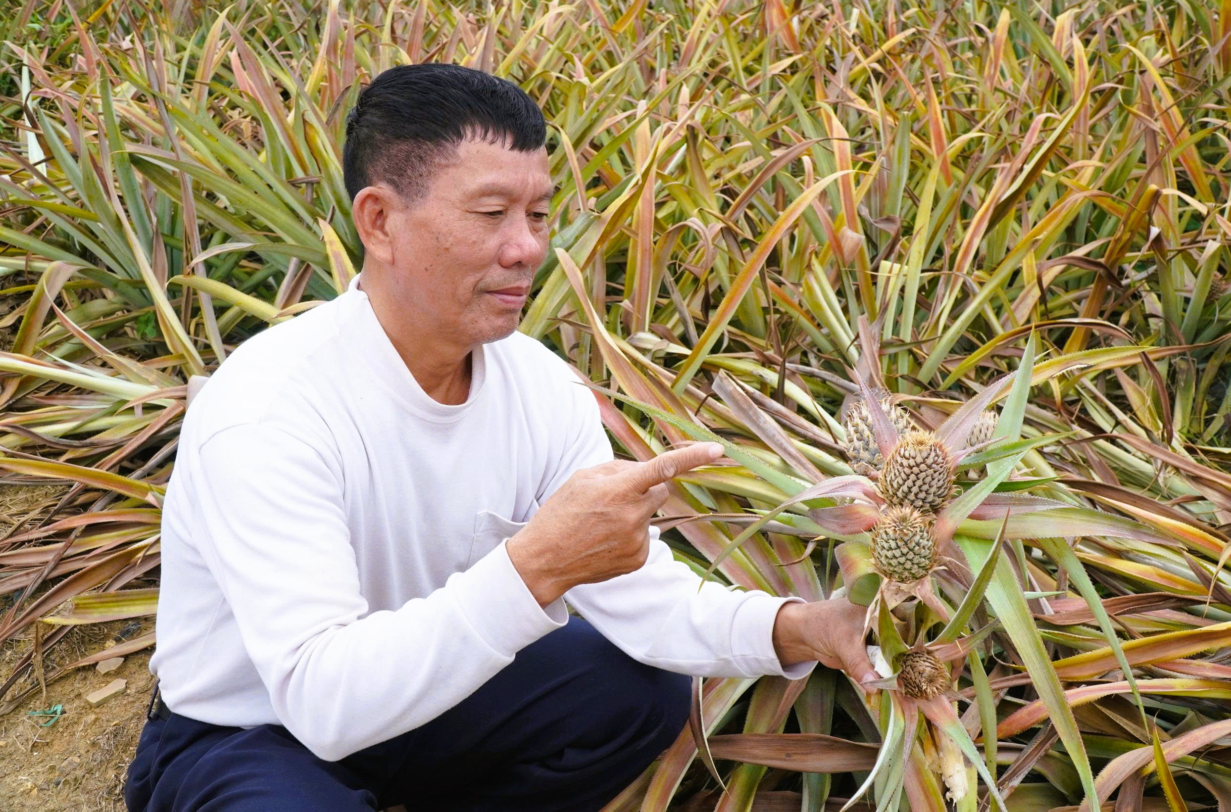 Cây dứa ở "thủ phủ" dứa Thanh Hóa bất ngờ chết hàng loạt - Ảnh 1.