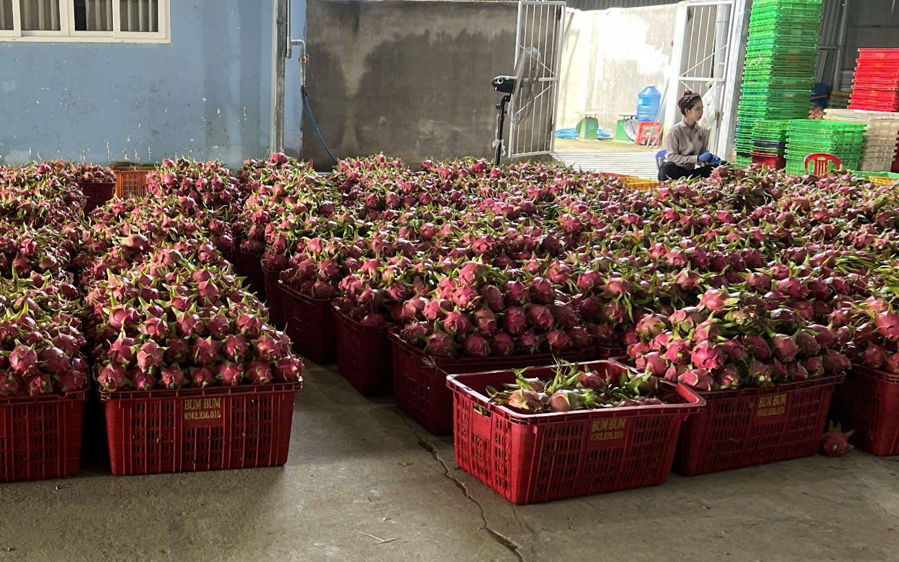 Giá thanh long chong đèn tại Lâm Đồng đạt mức cao nhất nhiều năm