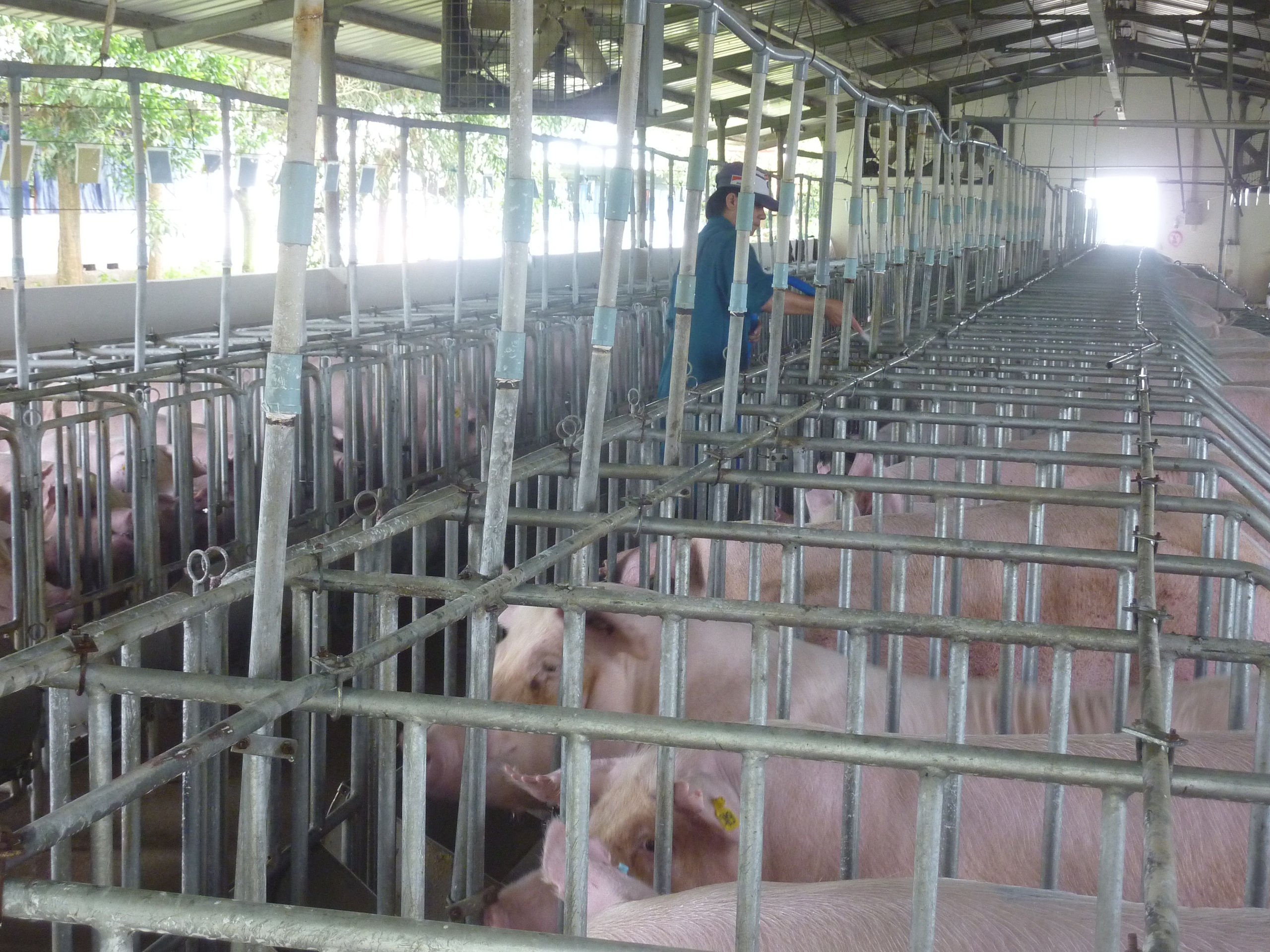 Giá heo hơi hôm nay, 31-12: Bất ngờ đảo chiều giảm tại khu vực phía Bắc - Ảnh 1.