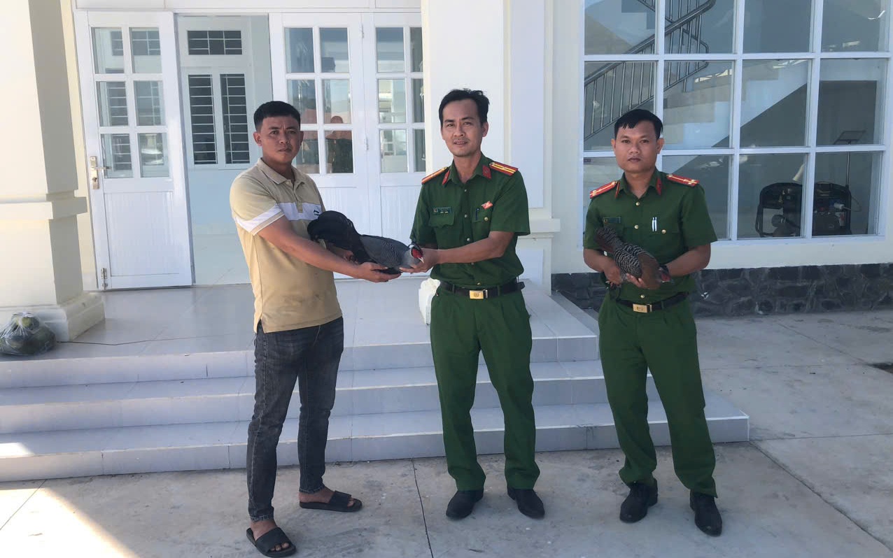 Người dân giao nộp gà lôi hông tía quý hiếm lạc vào nhà
