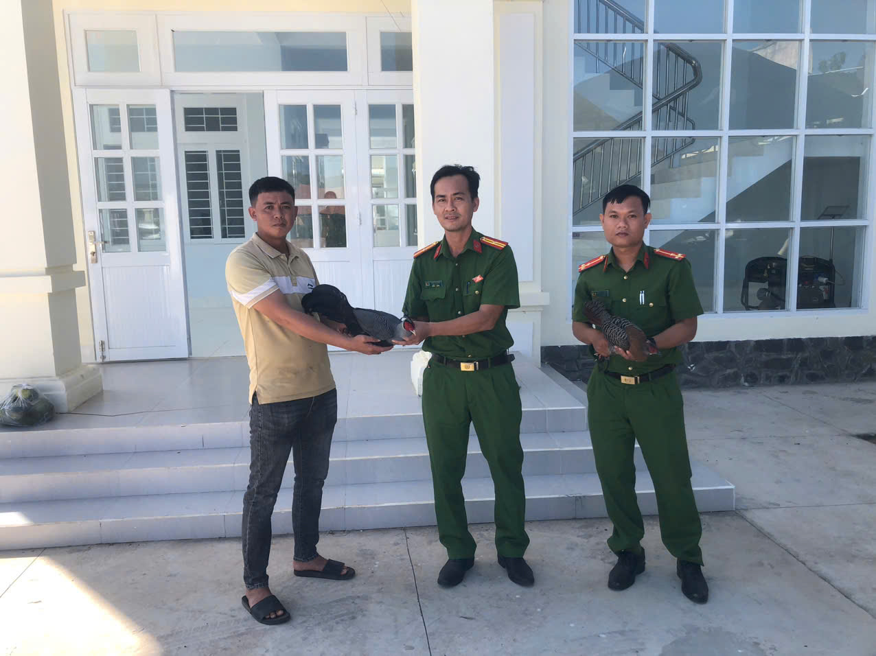 Người dân giao nộp gà lôi hông tía qúy hiếm lạc vào nhà ở Lâm Đồng - Ảnh 1.