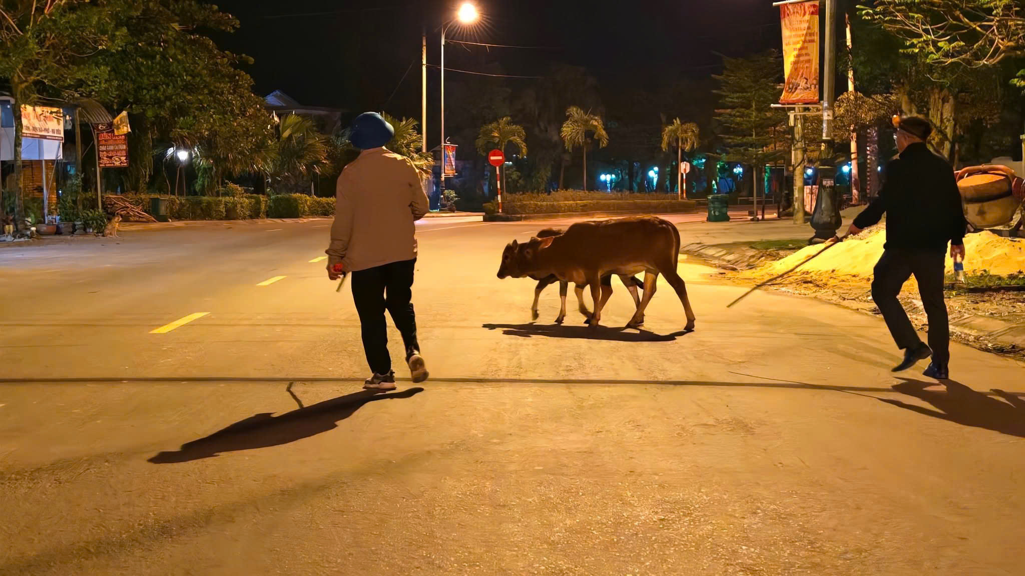 Bắt nhốt gia súc thả rông ở Phong Nha để bảo vệ môi trường và an toàn giao thông - Ảnh 2.