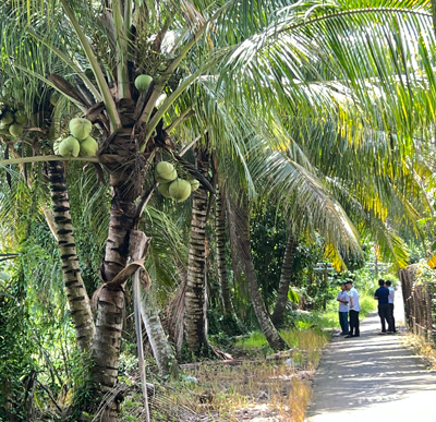 Ph&aacute;t triển bền vững ng&agrave;nh dừa - Ảnh 2.