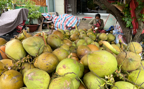 Phát triển bền vững ngành dừa