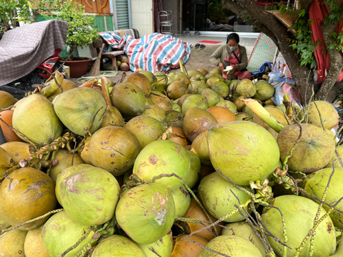 Ph&aacute;t triển bền vững ng&agrave;nh dừa - Ảnh 1.