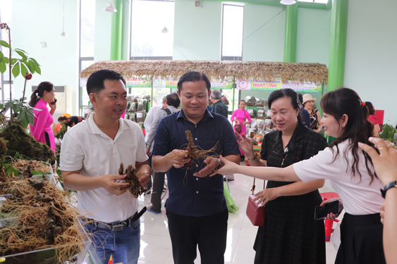 Sâm Ngọc Linh rớt giá mạnh - Ảnh 1.