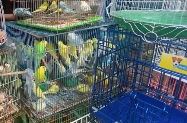 TP HCM kiểm tra cửa h&agrave;ng chim cảnh , tạm giữ 341 con chim kh&ocirc;ng c&oacute; nguồn gốc - Ảnh 2.