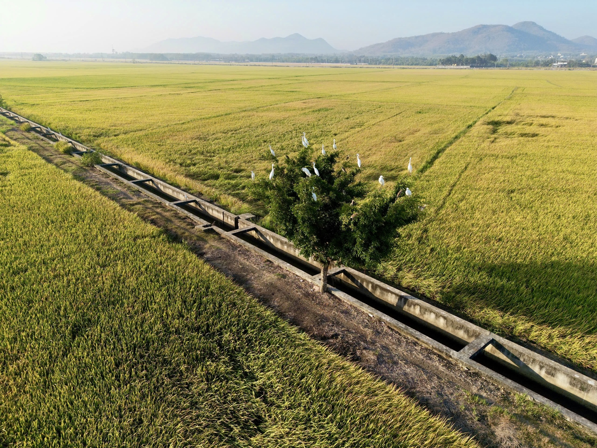 Đổ xô săn ảnh đẹp giữa cánh đồng lúa “có một không hai” ở Bà Rịa- Vũng Tàu - Ảnh 6.