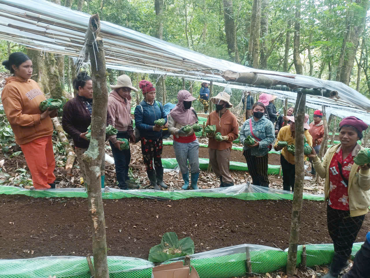 D&acirc;n ngh&egrave;o rủ nhau l&ecirc;n x&atilde; nhận s&acirc;m Ngọc Linh về trồng- Ảnh 3.