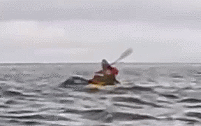 Kinh ho&agrave;ng c&aacute; voi nuốt chửng người đi thuyền kayak