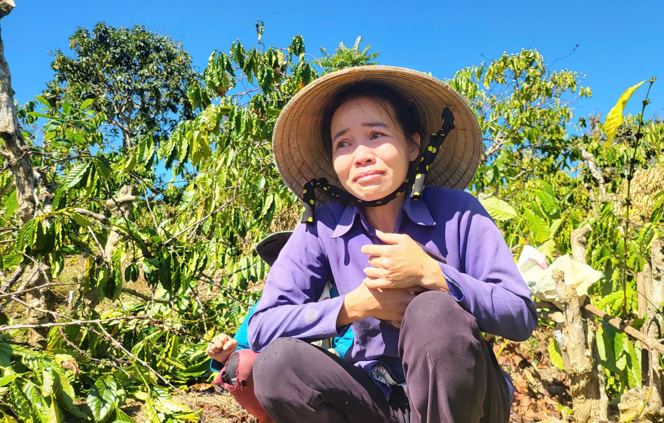 Người phụ nữ kh&oacute;c ngất b&ecirc;n vườn c&agrave; ph&ecirc; bị triệt hạ- Ảnh 1.