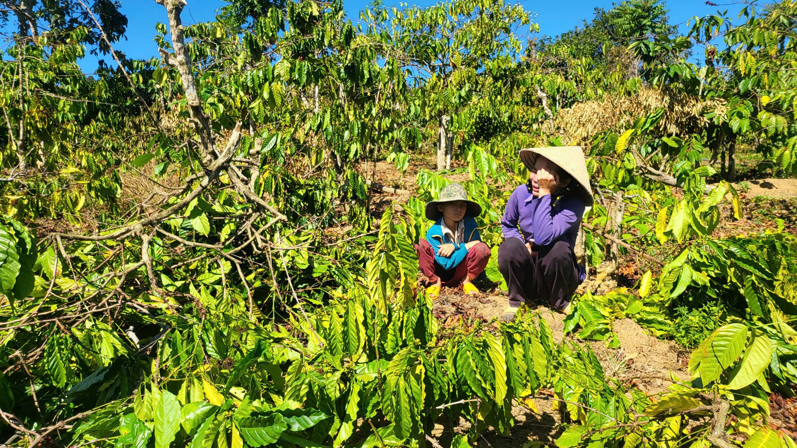 Người phụ nữ kh&oacute;c ngất b&ecirc;n vườn c&agrave; ph&ecirc; bị triệt hạ- Ảnh 3.