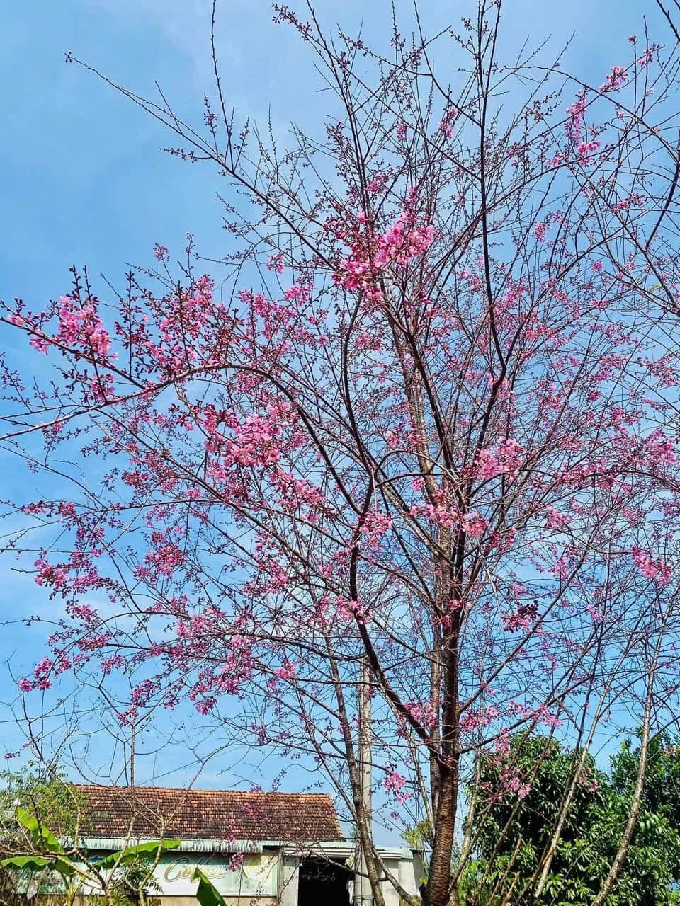 B&igrave;nh Định rực rỡ hoa anh đ&agrave;o Nhật Bản- Ảnh 4.