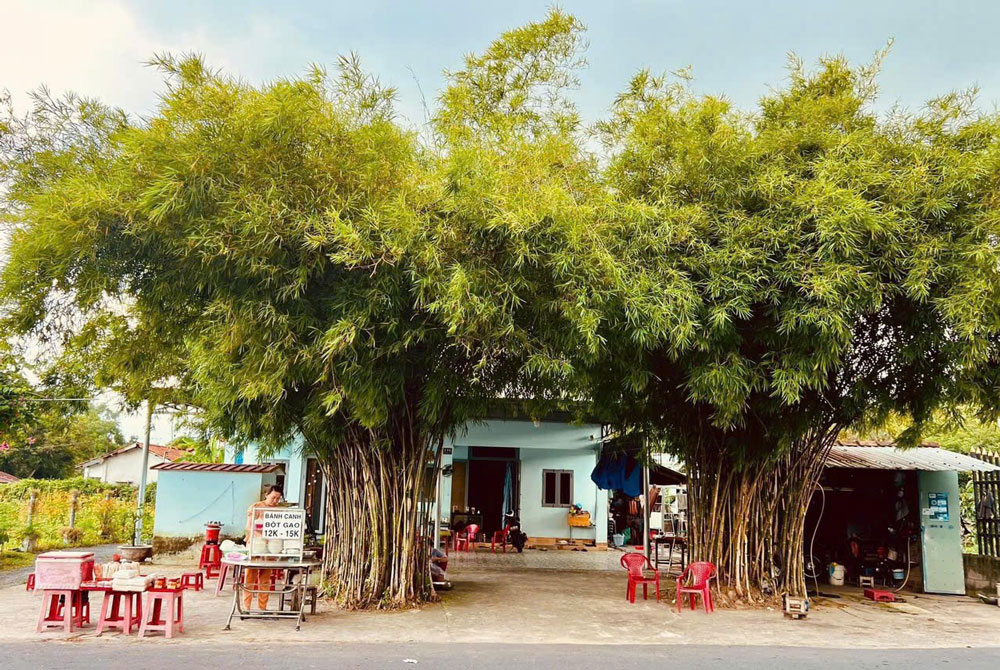 Một quán bánh canh nhỏ ở huyện Củ Chi, nơi người dân có thể vừa ăn uống, vừa nói chuyện. Ảnh: T.C.B