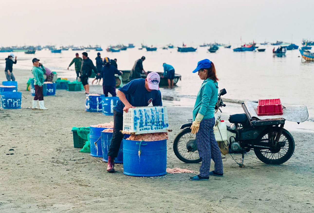Đ&agrave; Nẵng: Ruốc biển khan hiếm, hơn 7 triệu đồng/tạ vẫn kh&ocirc;ng c&oacute; m&agrave; mua- Ảnh 3.