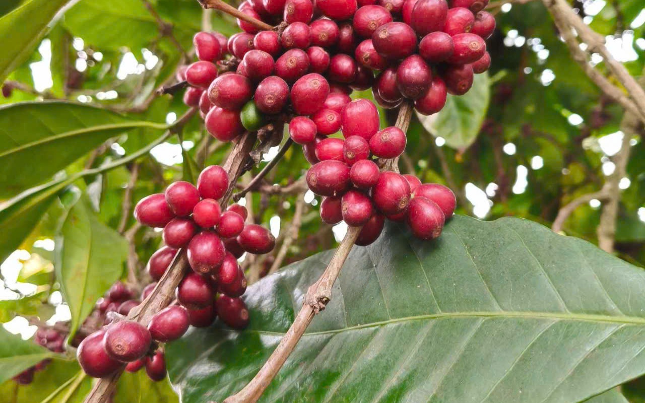 Giá cà phê hôm nay 23-3: Đã đến lúc bán ra?