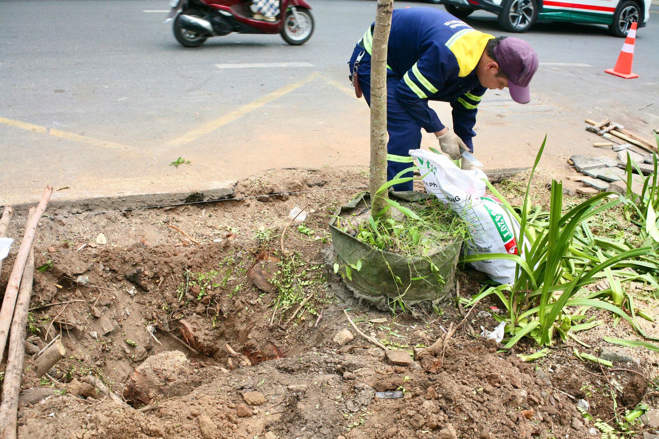 TP HCM: V&igrave; sao đốn hạ nhiều c&acirc;y xanh ở quận 1?- Ảnh 12.