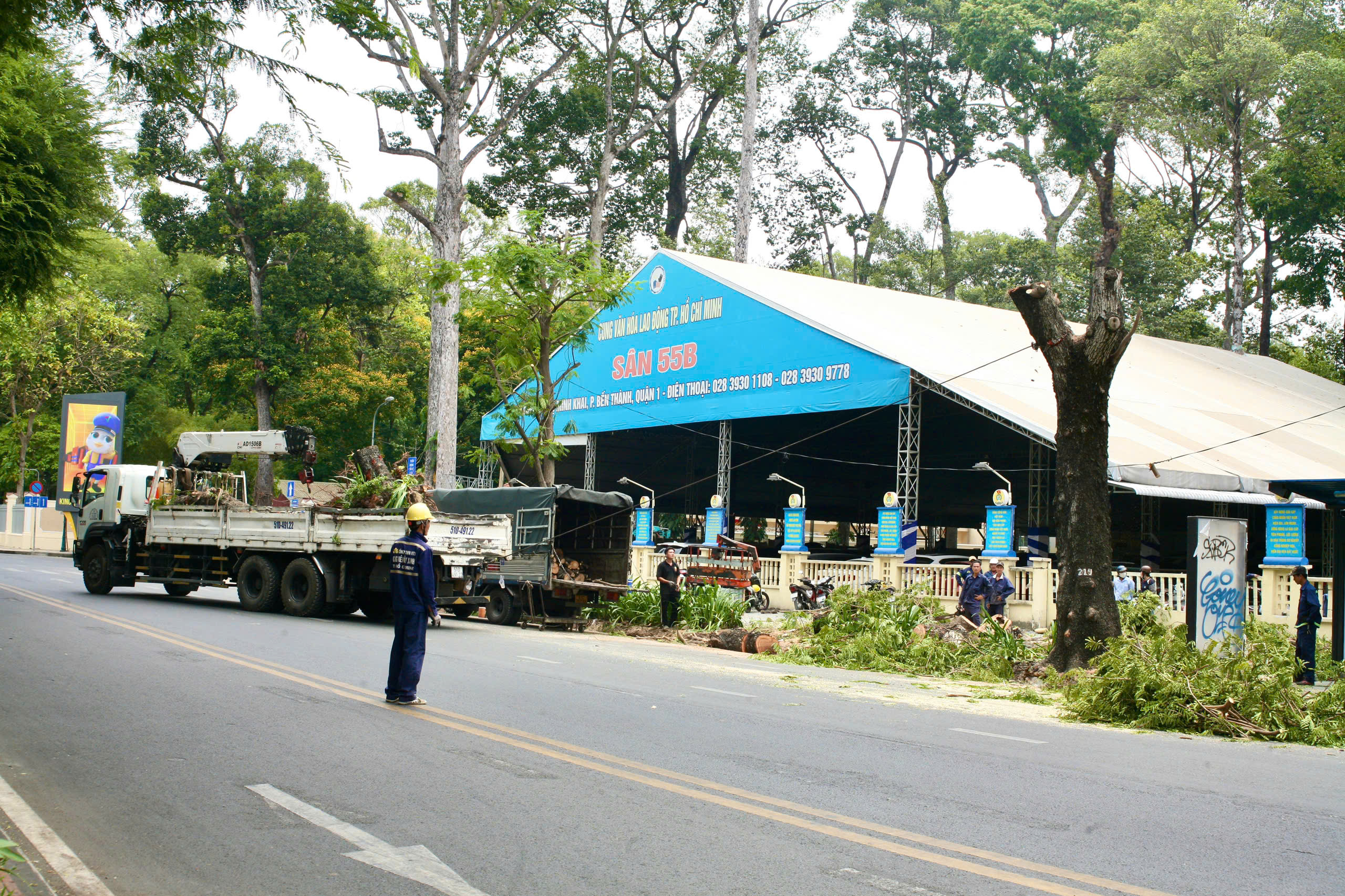 TP HCM: V&igrave; sao đốn hạ nhiều c&acirc;y xanh ở quận 1?- Ảnh 2.