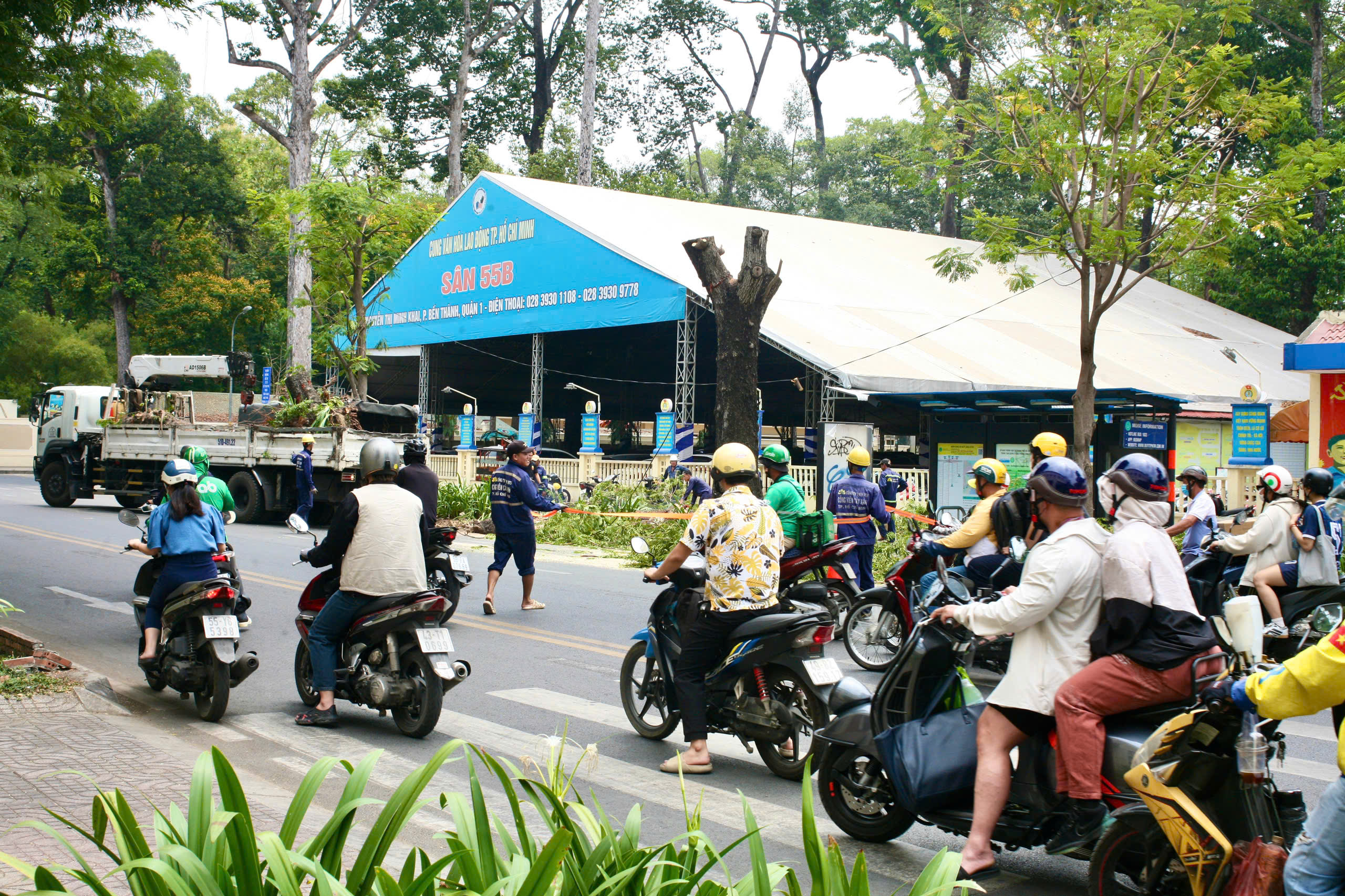 Một cây liêm xẹt trên đường Nguyễn Thị Minh Khai bị đốn hạẢnh: ÁI MY