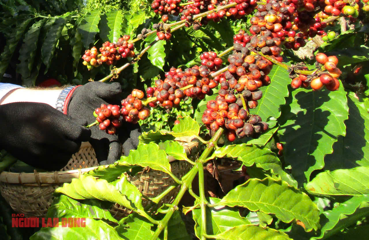 Giá cà phê hôm nay 31-3: Một công ty xuất khẩu Robusta tạm dừng cuộc chơi - Ảnh 2.