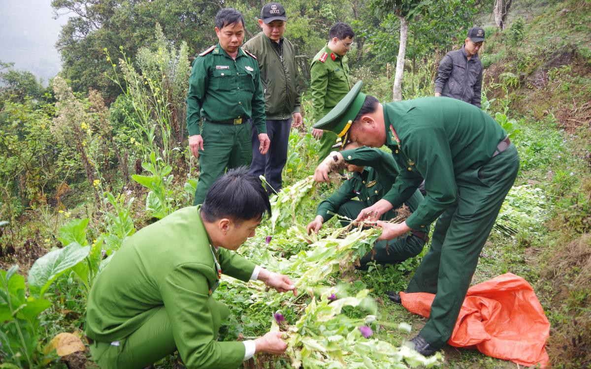 Người phụ nữ trồng gần 1.000 cây thuốc phiện trong vườn rau cải