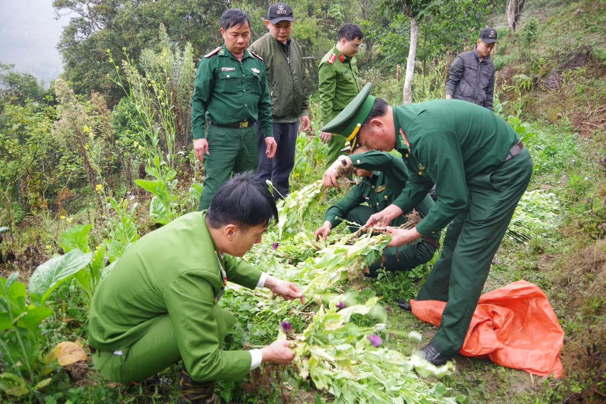 Người phụ nữ trồng gần 1.000 c&acirc;y thuốc phiện trong vườn rau cải- Ảnh 1.