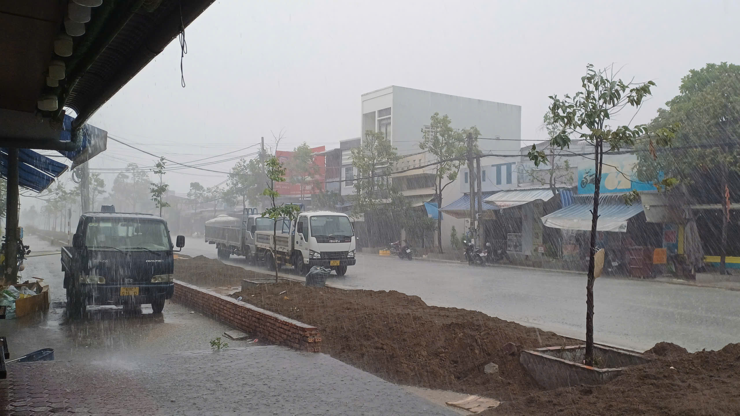 “Cơn mưa vàng” xuất hiện khắp các tỉnh, thành miền Tây- Ảnh 4.