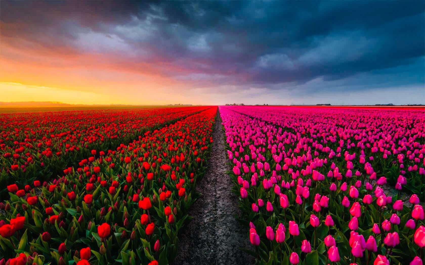 Tháng 3 và nỗi nhớ hoa Tulip