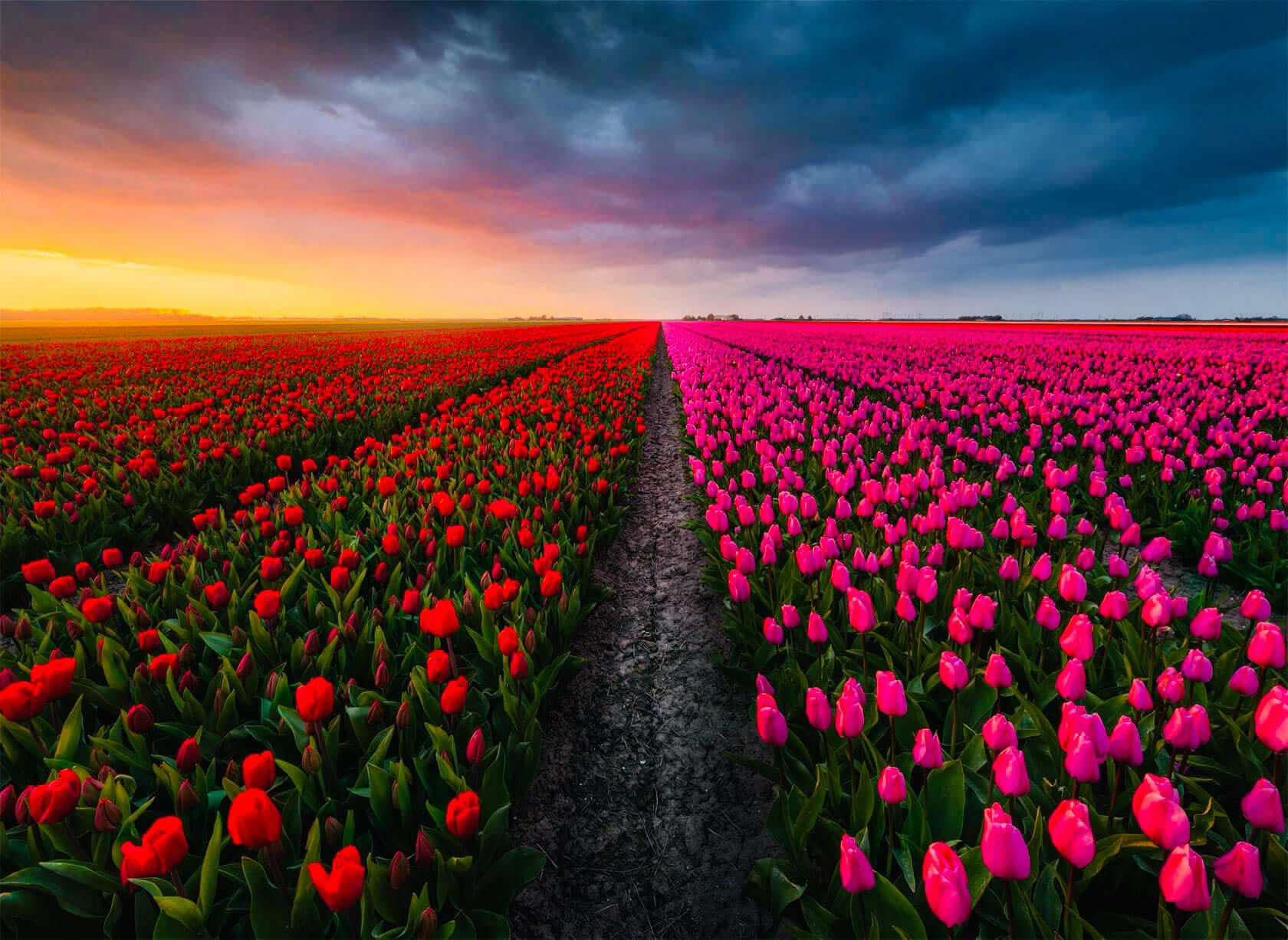 Th&aacute;ng 3 v&agrave; nỗi nhớ hoa Tulip- Ảnh 1.
