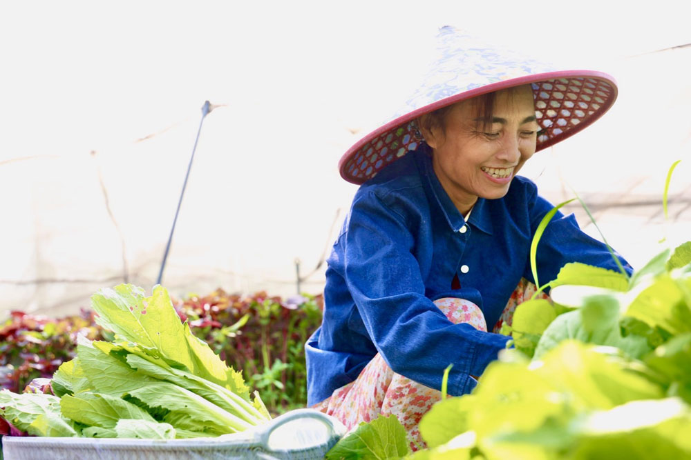 Bà Nguyễn Thị Thoan bên luống rau mới trồng