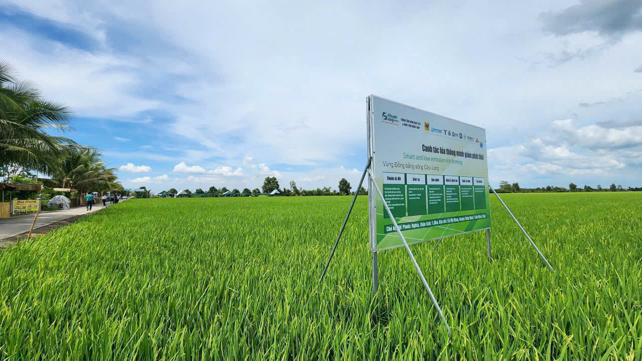 Trả dinh dưỡng lại cho đất l&uacute;a- Ảnh 3.