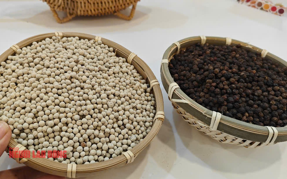 Giá tiêu hôm nay 12-4 tăng nóng, doanh nghiệp gom hàng xuất khẩu
