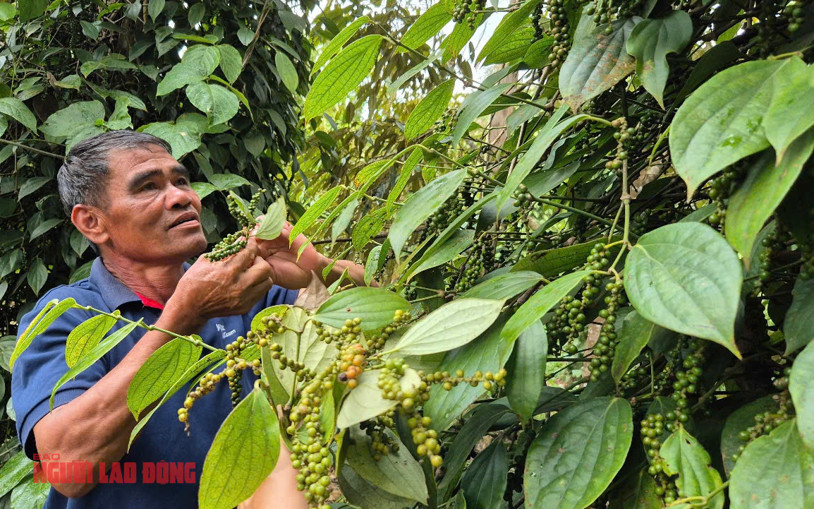Giá tiêu hôm nay 13-4: Bí quyết giúp nông dân được cộng giá