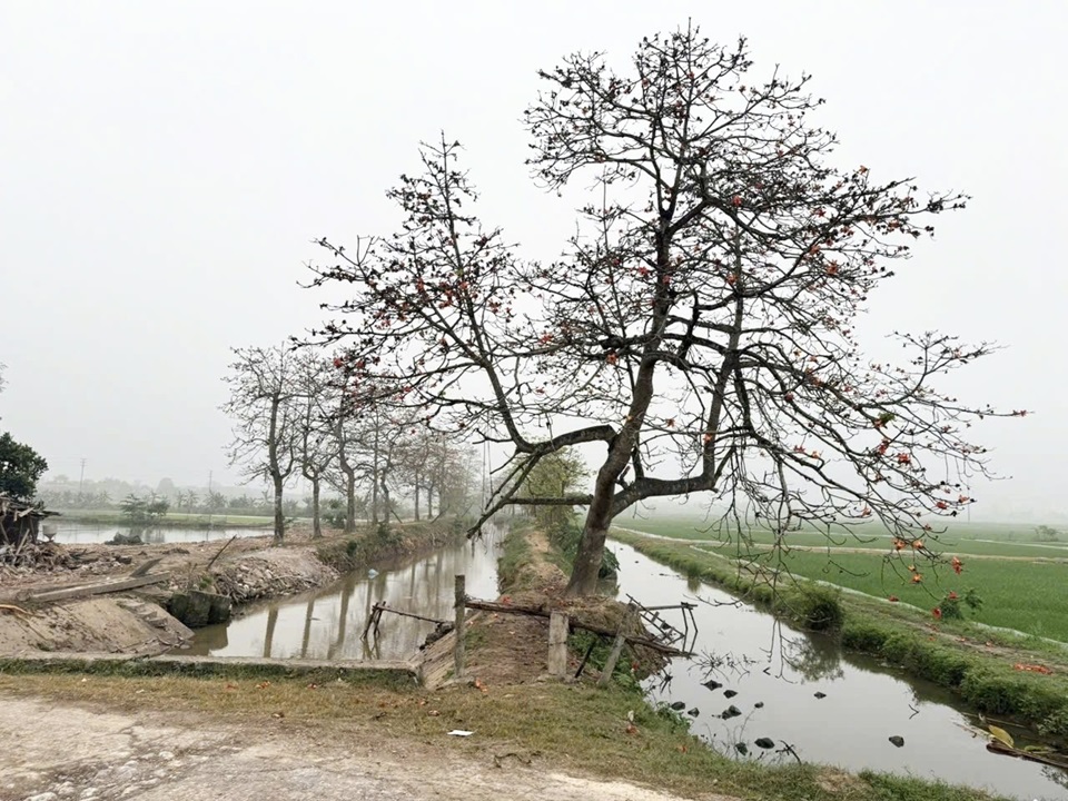 Dựng lều, thu phí người đến chụp ảnh hoa gạo - Ảnh 2.