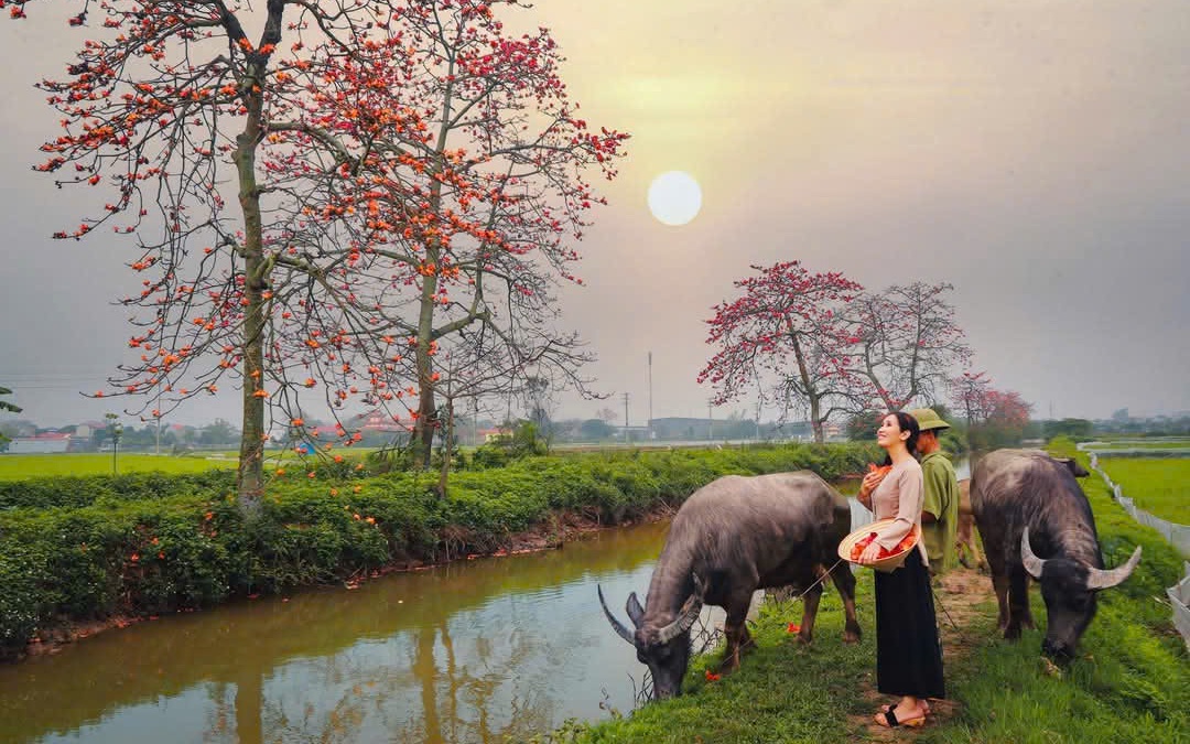 Dựng lều, thu phí người đến chụp ảnh hoa gạo 