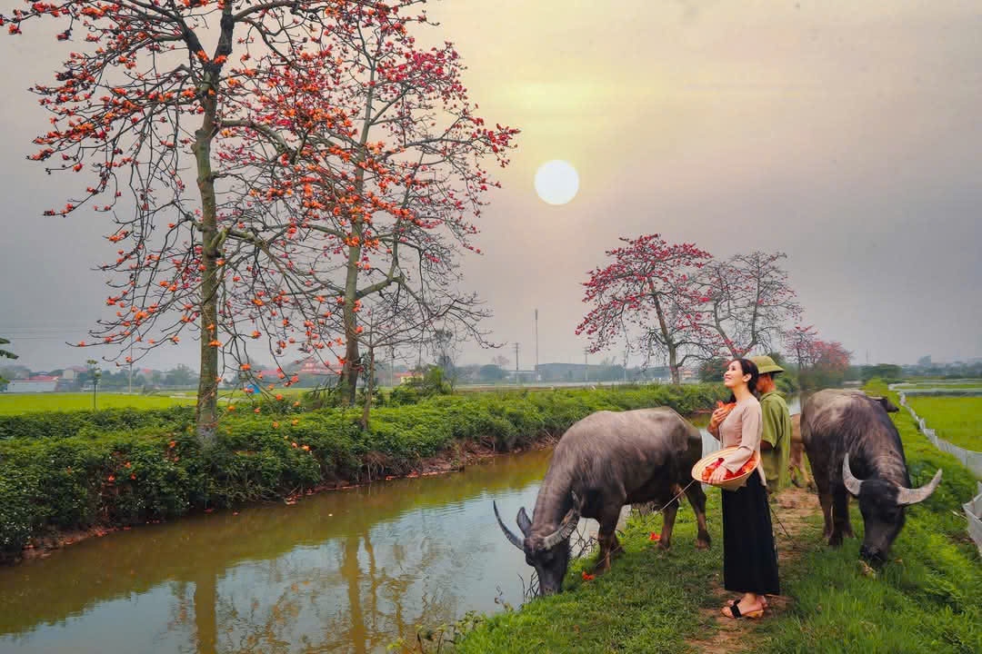 Dựng lều, thu phí người đến chụp ảnh hoa gạo - Ảnh 1.