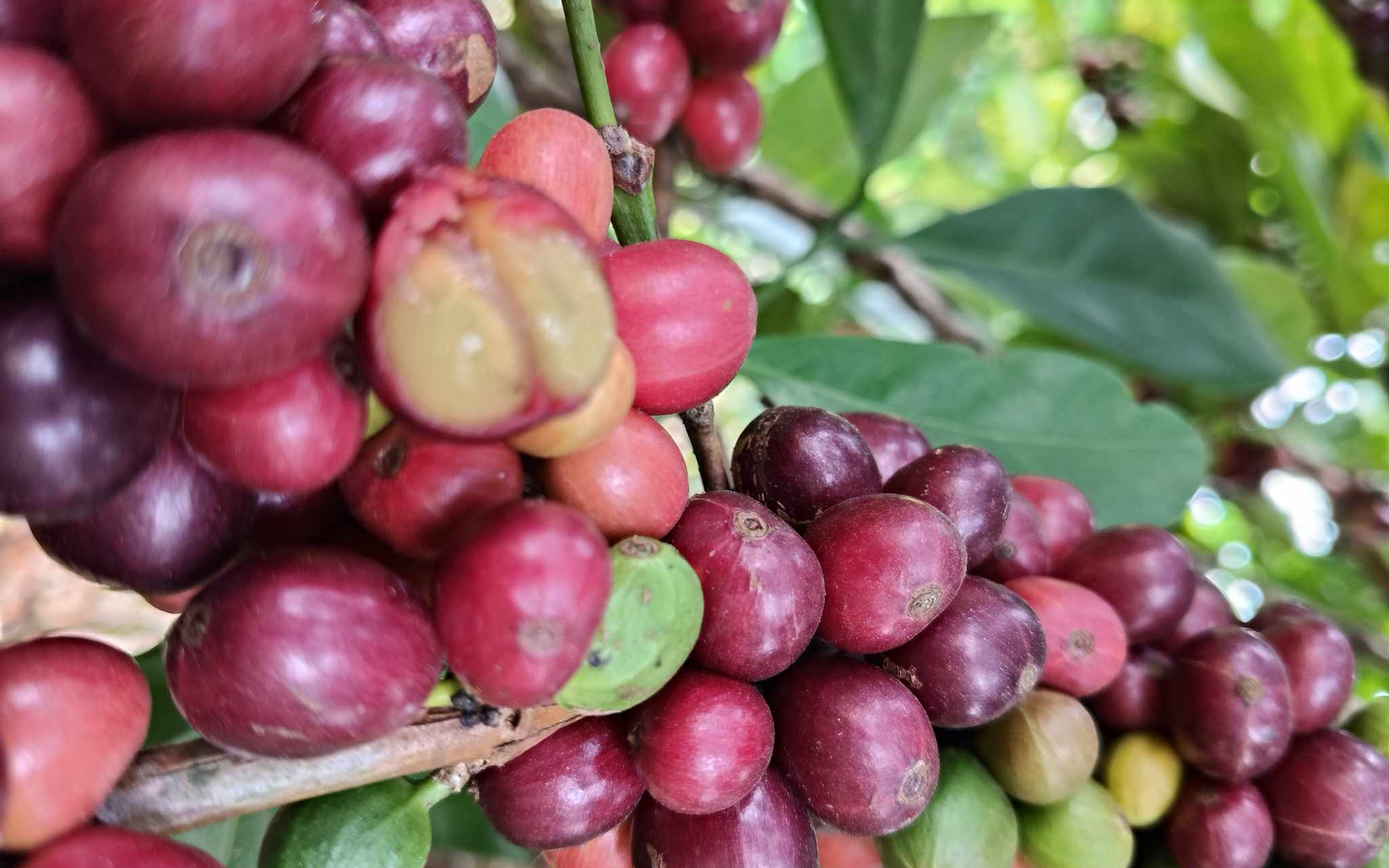 Giá cà phê hôm nay 14-4: "Thế lực" mới trên thị trường