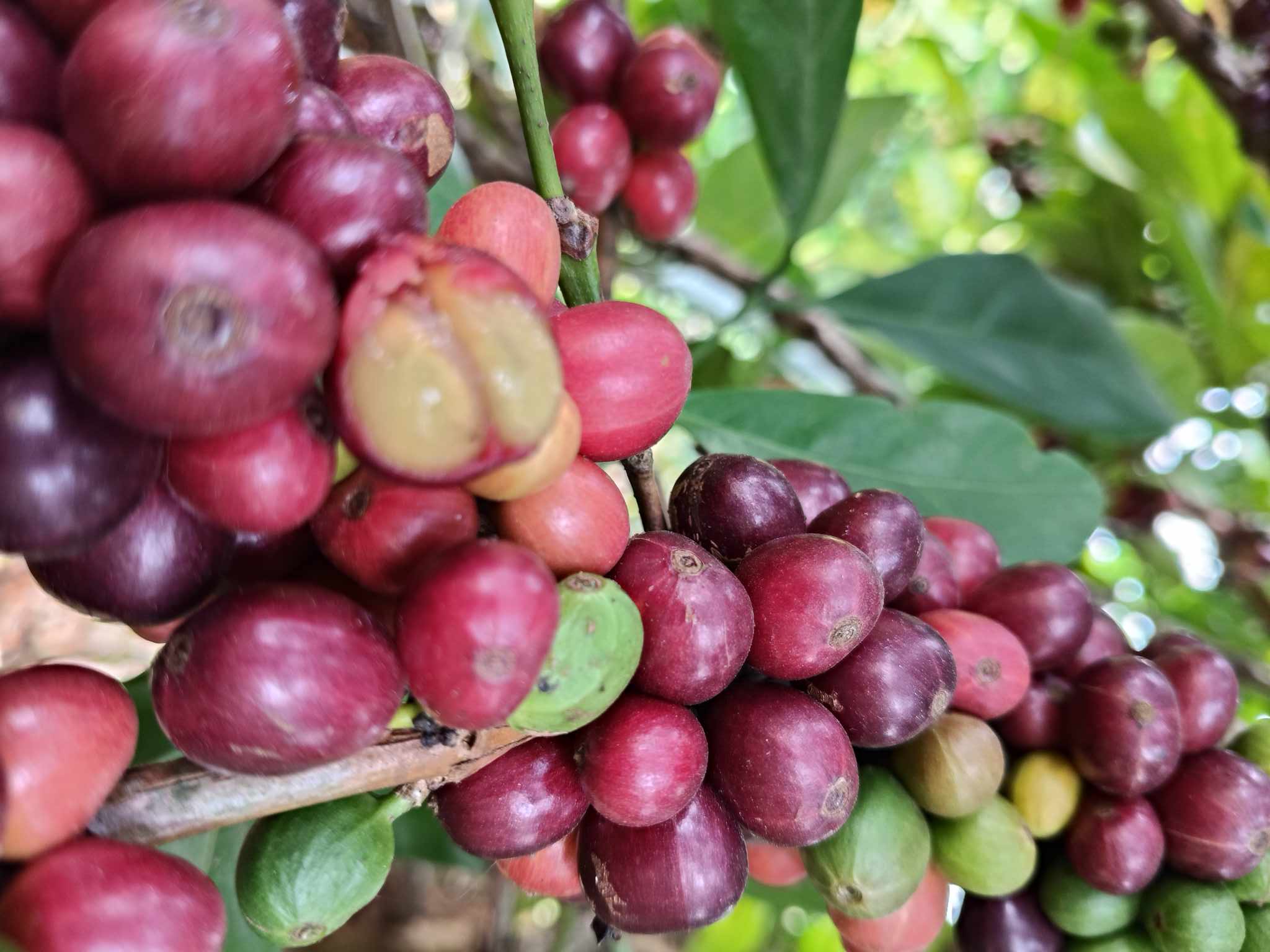 Giá cà phê hôm nay 14-4: "Thế lực" mới trên thị trường- Ảnh 1.