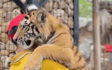 Khu du lịch để khách tiếp xúc trực tiếp với "đại sứ" hổ