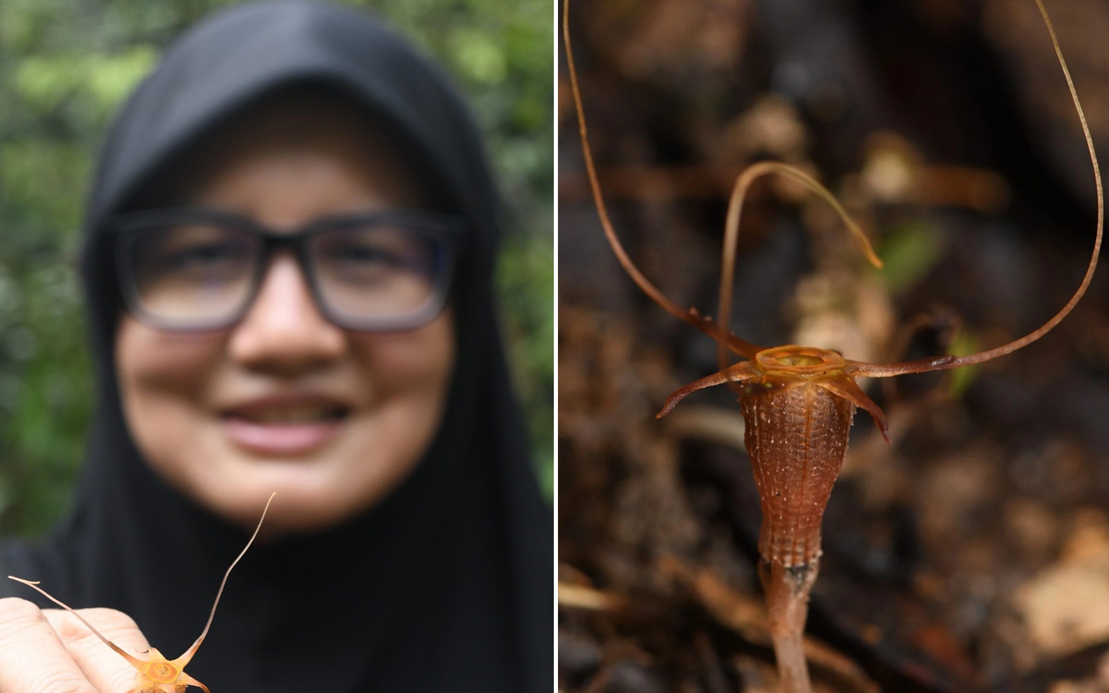 Phát hiện loài "đèn lồng cổ tích" mới ở Malaysia