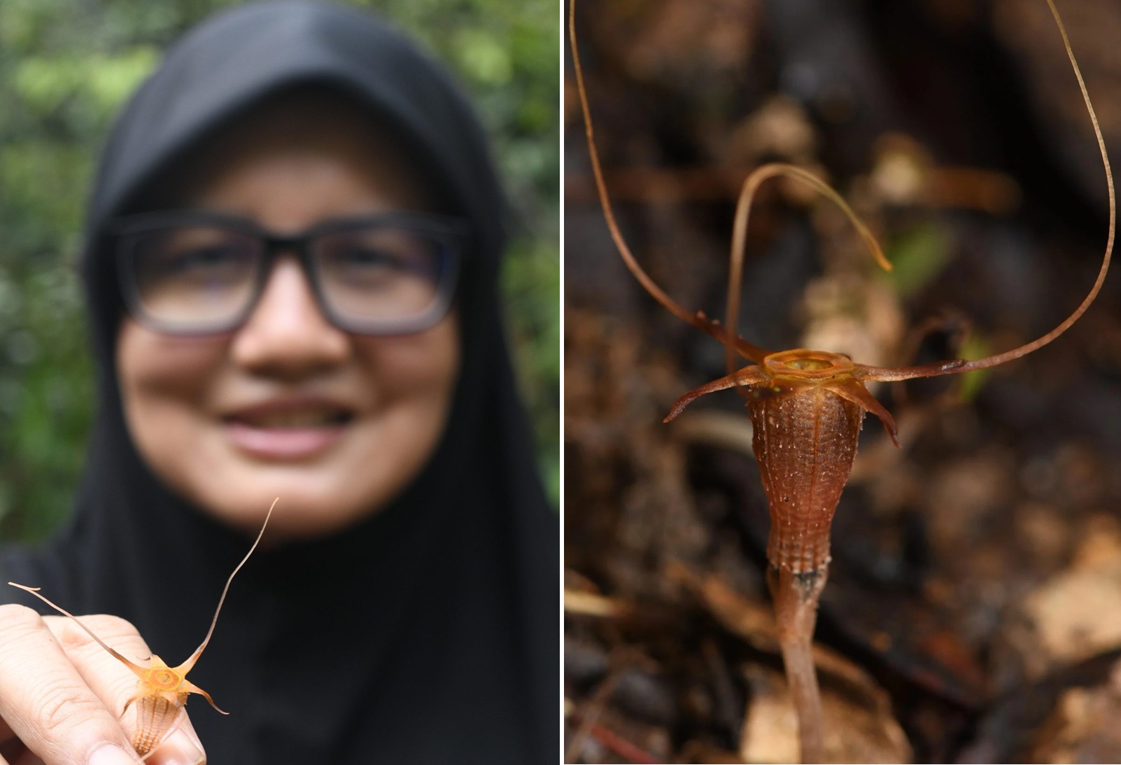 Phát hiện loài "đèn lồng cổ tích" mới ở Malaysia- Ảnh 1.