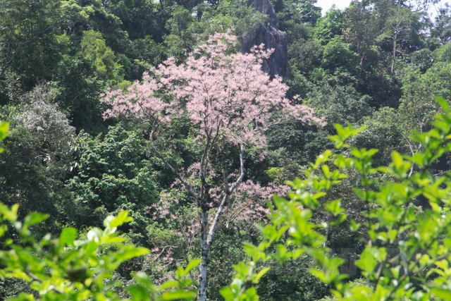 "Vương giả chi hoa" nở tr&ecirc;n n&uacute;i đ&aacute; v&ocirc;i Quảng Trị- Ảnh 4.