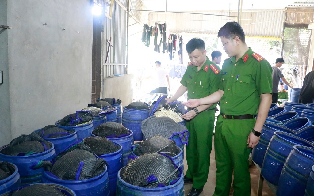 Chất cấm ngâm 3.500 tấn giá đỗ bán cho người dân độc hại như thế nào?