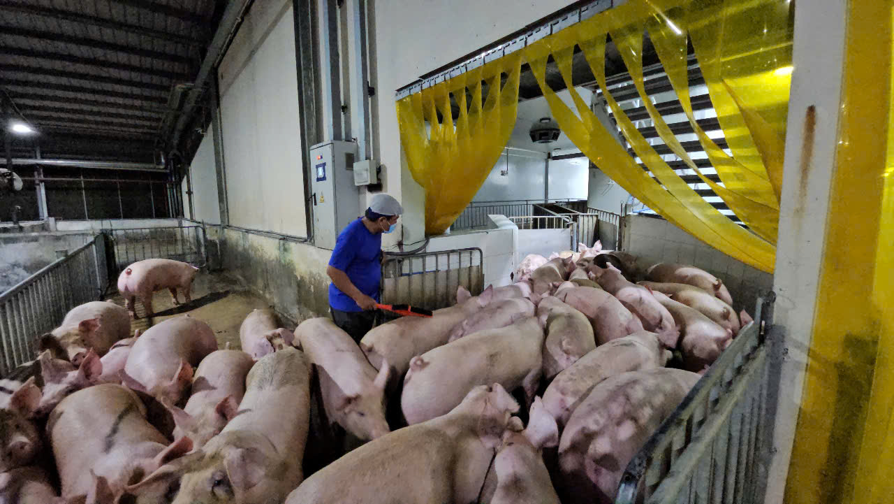 Gi&aacute; heo hơi h&ocirc;m nay 7-5: trung b&igrave;nh khoảng 70.000 đồng/kg - Ảnh 1.