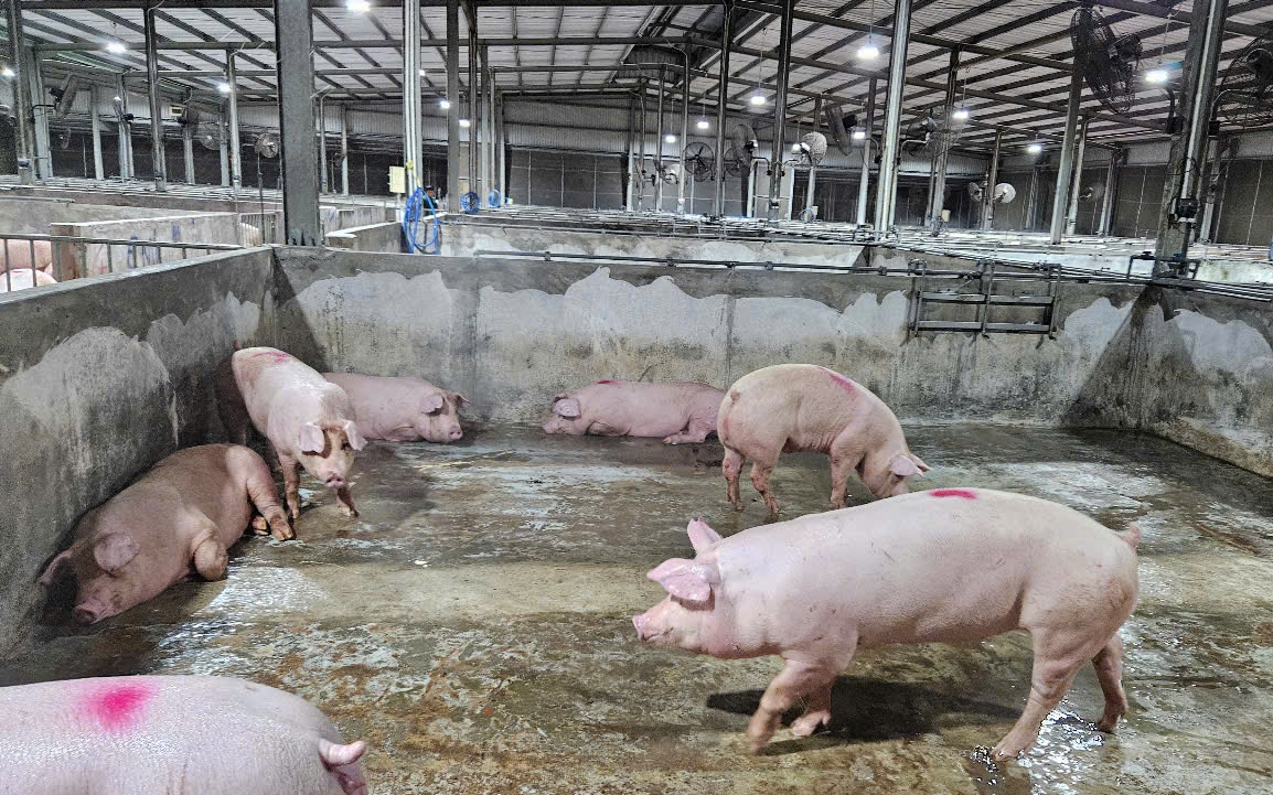 Giá heo hơi hôm nay 23-4: miền Bắc giảm, khu vực miền Nam tiếp tục tăng