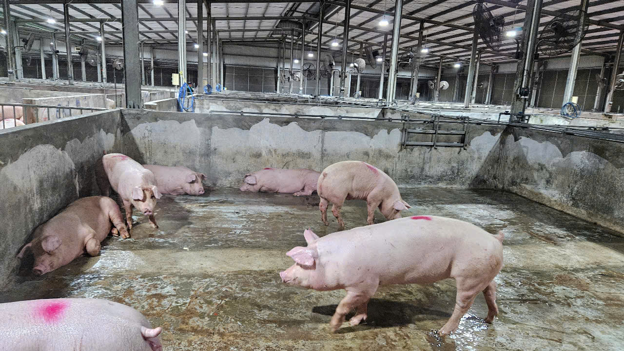 Giá heo hơi hôm nay 12-5: Toàn thị trường chững lại - Ảnh 1.