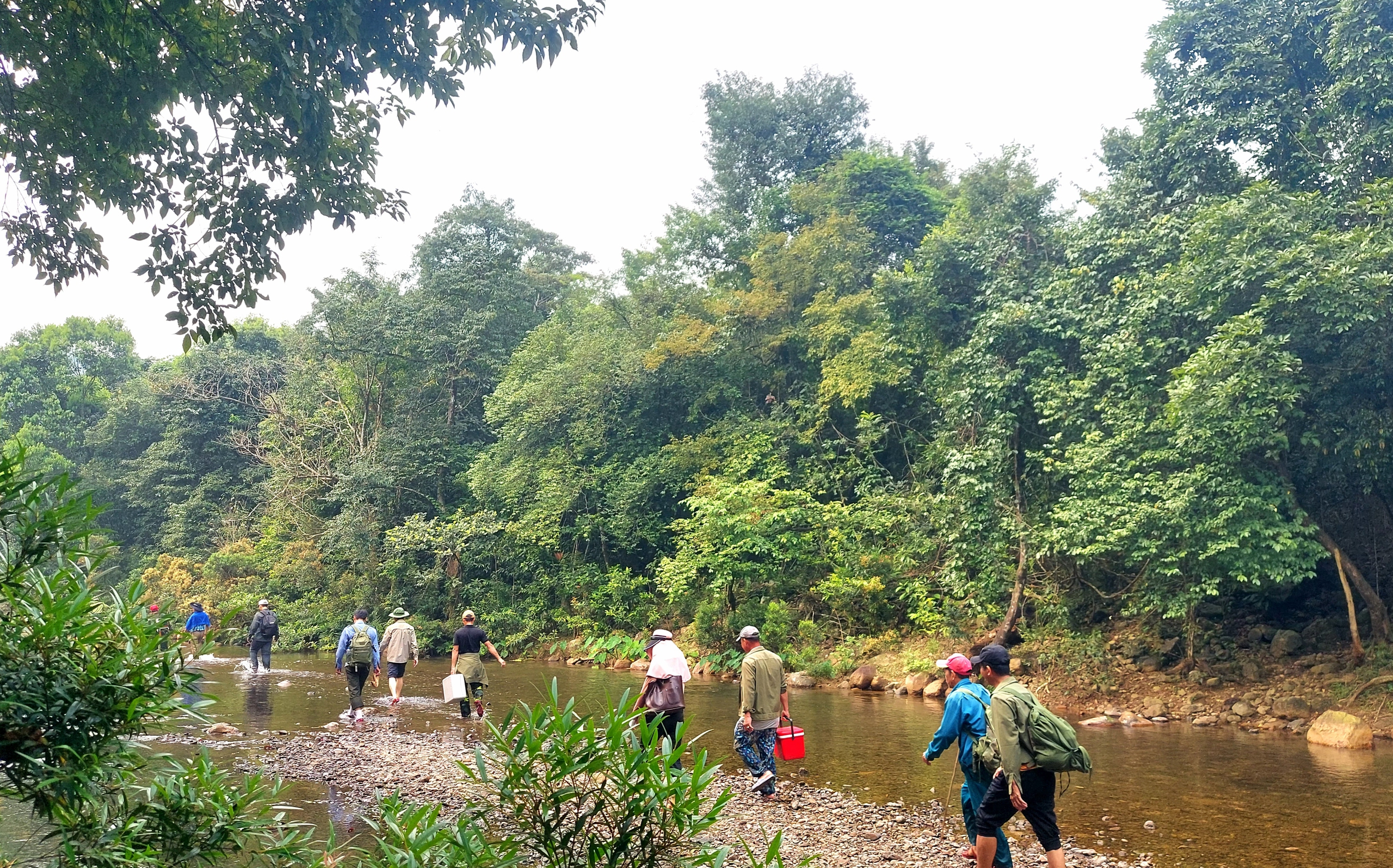 Chung tay giữ rừng mai cổ- Ảnh 1.